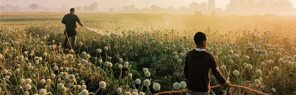 Agriculture and food systems Egypt