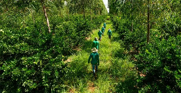 agroforestry benefits 3