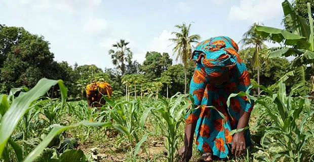 gender equality in agriculture benefit 4