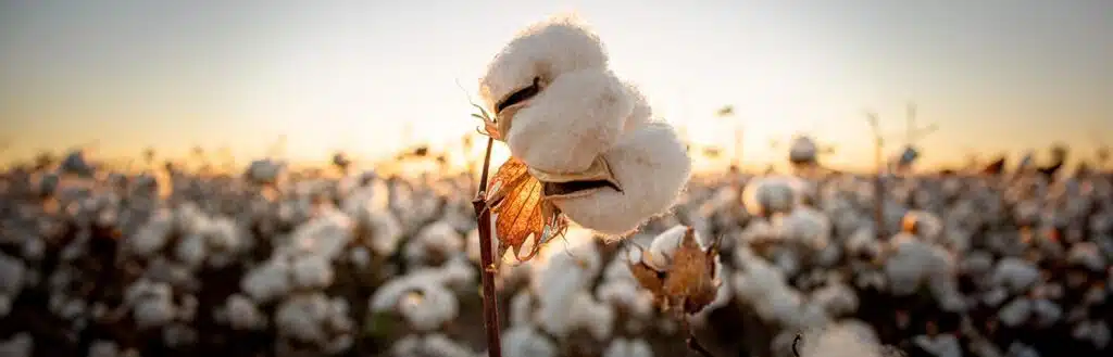 cotton supply chain banner