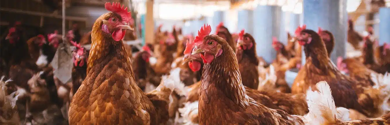 challenges facing the poultry industry header