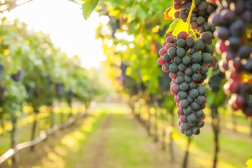 winery wastewater treatment header